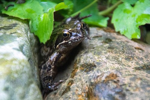 kikker tussen 'kiekeboert' tussen de stenen