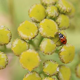 Coccinelle plate variable II - Hippodamia variegata sur Iris Volkmar