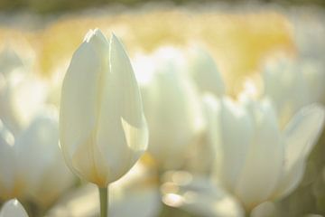 White tulips at sunrise by Andy Luberti