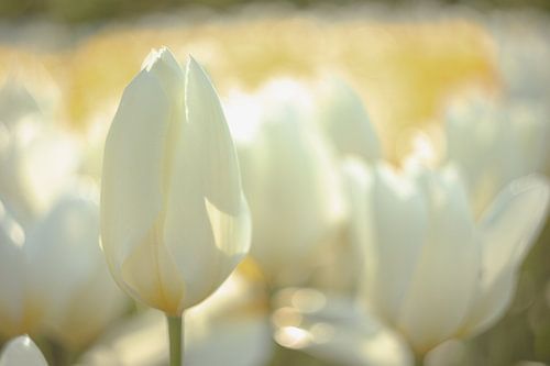 Tulipes blanches au lever du soleil