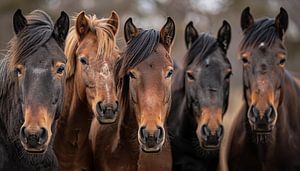 Horse faces panorama