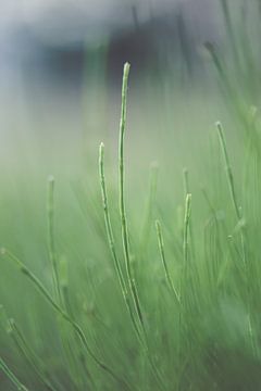 Gras by Robert Wiggers