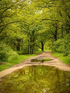 Reflektionen von Bäumen.