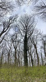 Trees in forest by Weight4life