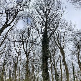 Arbres dans la forêt sur Weight4life