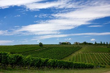 Wine Landscape South of France by Anja B. Schäfer