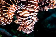 Lionfish van Roel Jungslager thumbnail