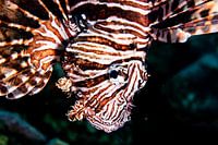 Lionfish