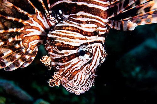Lionfish by Roel Jungslager
