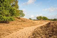 Sentier de sable dans une réserve naturelle néerlandaise par Ruud Morijn Aperçu