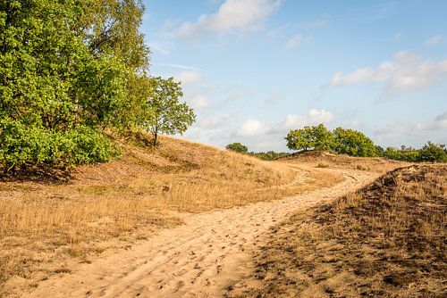 Zandpad in Nederlands natuurgebied