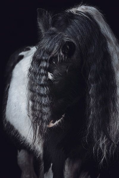 Kunstporträt Pferd lange Mähne von Shirley van Lieshout