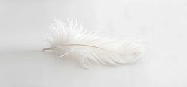 weiße feder von Armin Mumper