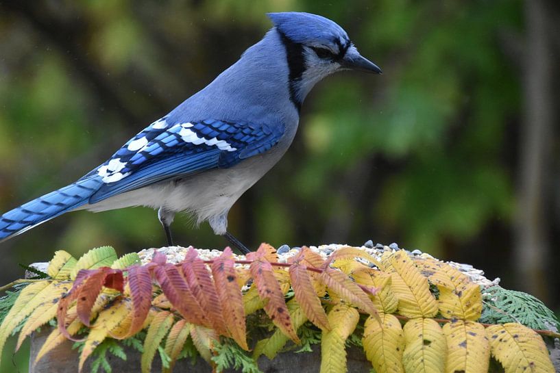 A blue jay at the garden feeder by Claude Laprise