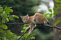 Luchs ( Lynx lynx ), Jungtiuer ruht im Baum, macht mal Pause, hängt ab,  Blickkontakt, lustiges Bild von wunderbare Erde Miniaturansicht