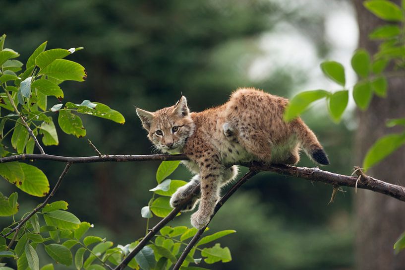 Luchs ( Lynx lynx ), Jungtiuer ruht im Baum, macht mal Pause, hängt ab,  Blickkontakt, lustiges Bild von wunderbare Erde