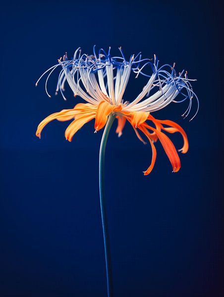 spider flower portrait by Virgil Quinn - Decorative Arts