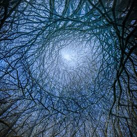 Ein Kaleidoskop aus Bäumen und Ästen in Blau von Lucia Leemans