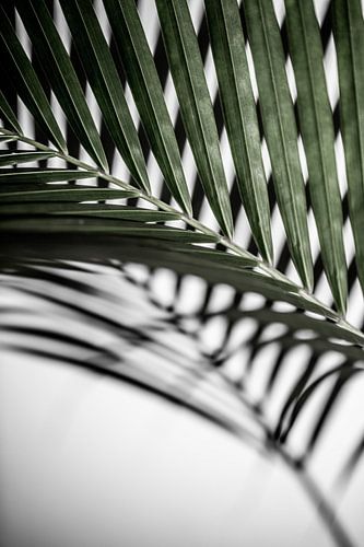 Feuille de palmier d'un vert éclatant