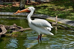 Weißer Pelikan in Miami