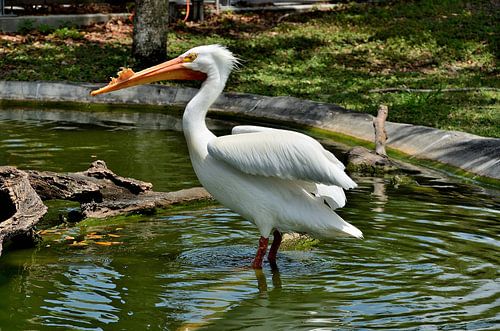 Witte pelikaan in Miami