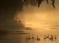 visser in de mist