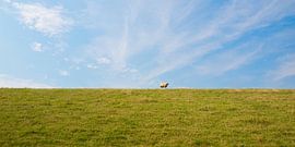 Bank Sheep by Jörg Hausmann