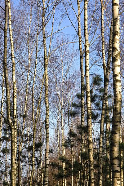 Forêt par Thomas Jäger