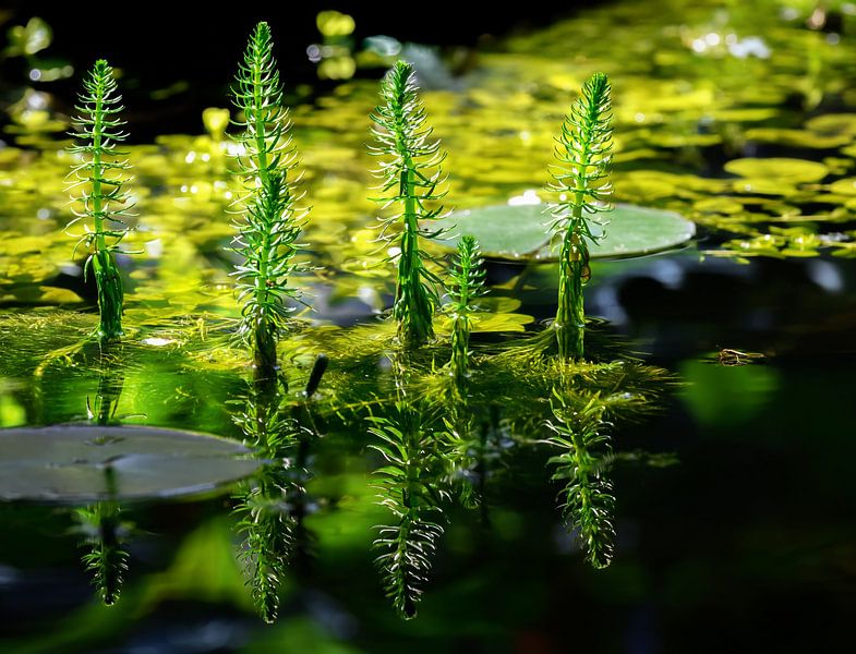 Tannenwedel im Gartenteich von ManfredFotos