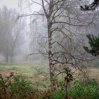 Silberbirke an einem nebligen frühen Morgen