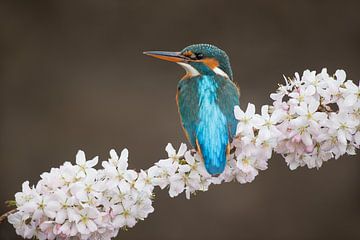 Martin-pêcheur sur fleur de cerisier sur Jeroen Stel