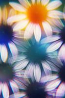 Echinacea flowers photographed by a prism