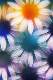 Echinacea flowers photographed by a prism by Kaat Zoetekouw