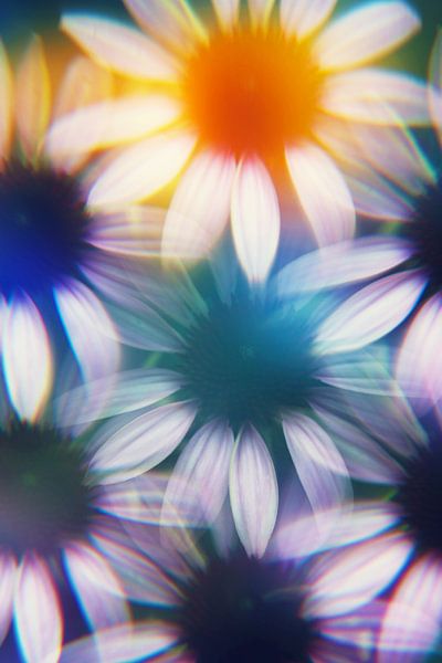 Echinacea bloemen gefotografeerd door een prisma van Kaat Zoetekouw