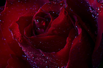 Rote Rose