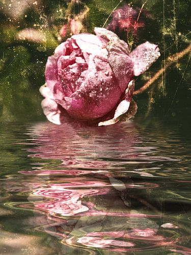 Rosarium - rozenolie