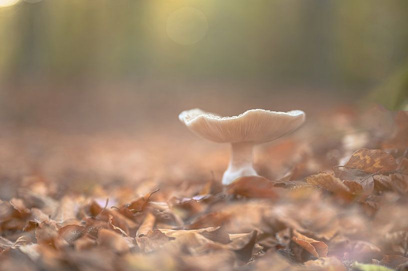 Speulderbos Teil 5 von Tania Perneel