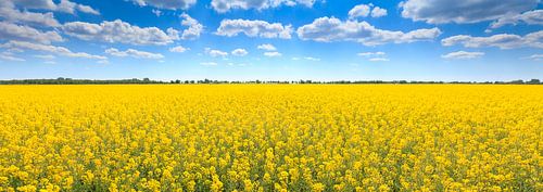 Panorama van een landschap met Koolzaad in Groningen