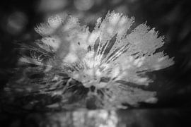 flower by tys damhuis