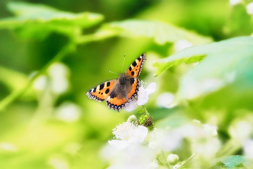 Butterfly by WeVaFotografie