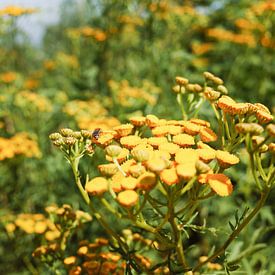Gelbe Blume mit Biene von Andreas Gronwald
