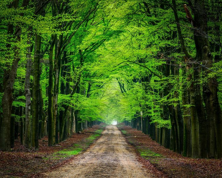 Spring greens van John Goossens Photography
