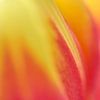 Tulp in close-up van Ad Jekel