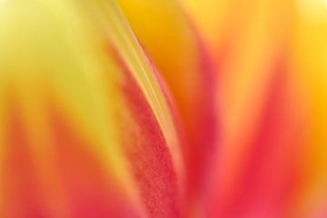 Tulp in close-up van Ad Jekel