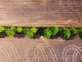 Baumreihe, die das Feld teilt von Nico van Maaswaal