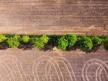 Bomenrij die de akker verdeelt