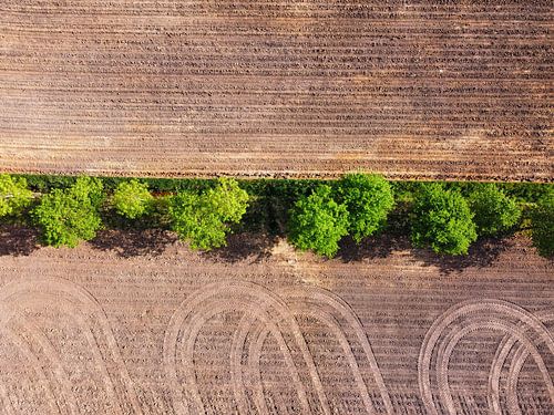 Bomenrij die de akker verdeelt