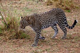 walking Leopard by Peter Michel