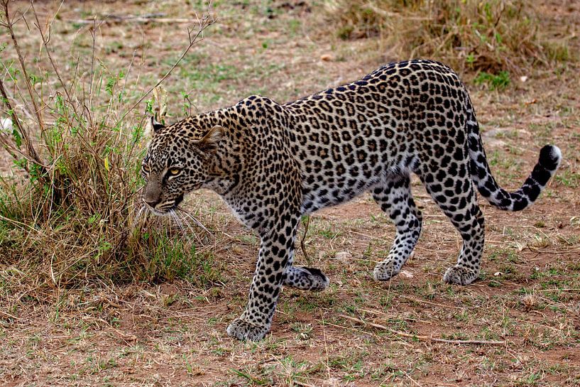walking Leopard by Peter Michel