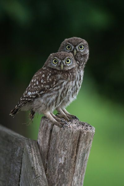 Wie kijkt naar wie... von Bart Hardorff